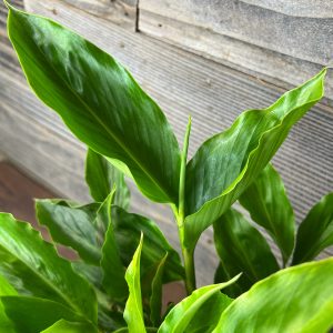 Ginger_Alpinia_Purpurata _Madikeri_White-3 Ginger_Alpinia_Purpurata _Madikeri_White-3