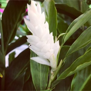 Ginger Alpinia Purpurata 'Madikeri White’ | 6" Pot