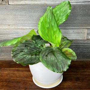 Kaempferia Pulchra 'Mason' | 6" Pot
