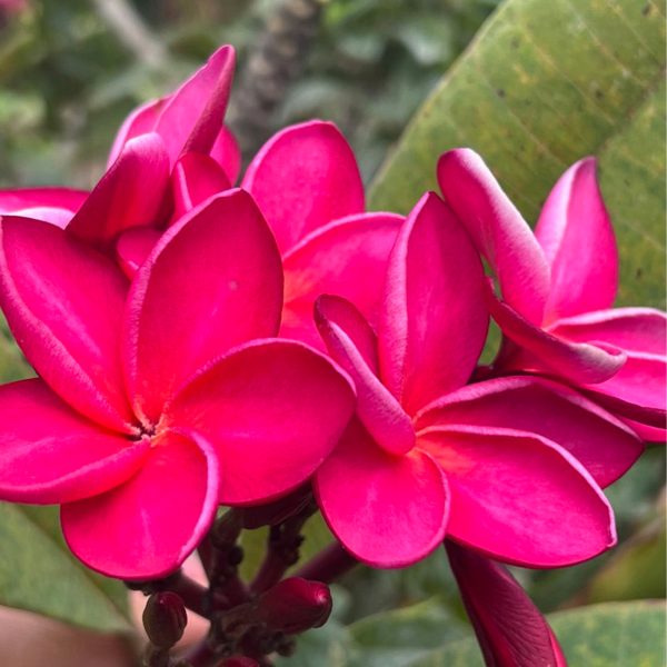 Plumeria_Marisol-1