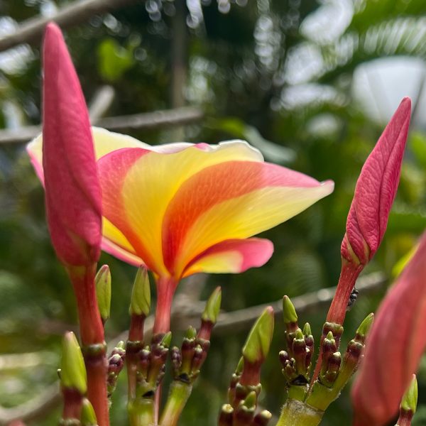 Plumeria_Vera_Cruz_Rose-3 Plumeria_Vera_Cruz_Rose-3