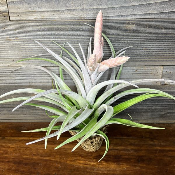 Tillandsia_Chiapensis_Giant_Form-1 Tillandsia_Chiapensis_Giant_Form-1