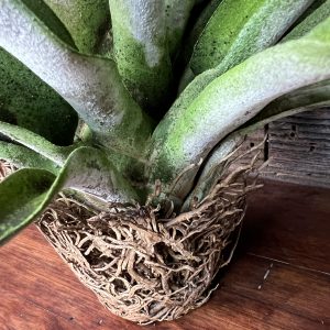 Tillandsia_Chiapensis_Giant_Form-5