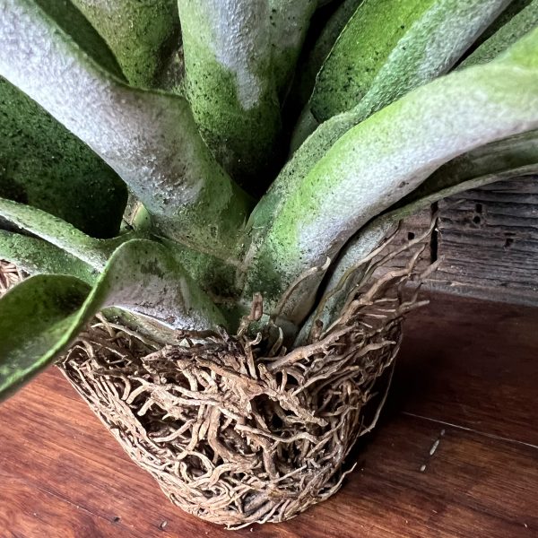 Tillandsia_Chiapensis_Giant_Form-5 Tillandsia_Chiapensis_Giant_Form-5