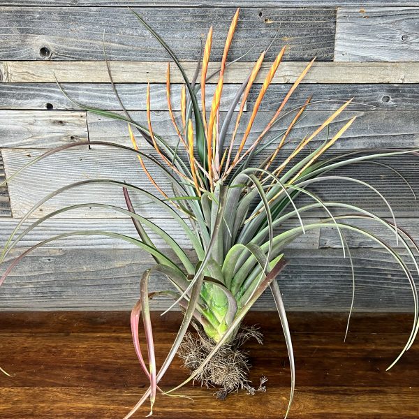Tillandsia_Flabellata-1