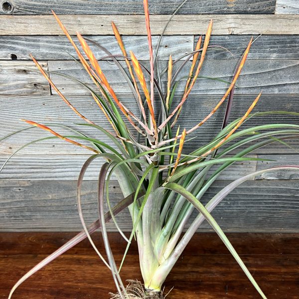 Tillandsia_Flabellata-2 Tillandsia_Flabellata-2