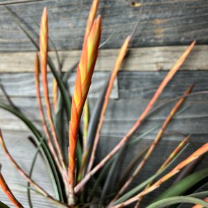 Tillandsia_Flabellata-3