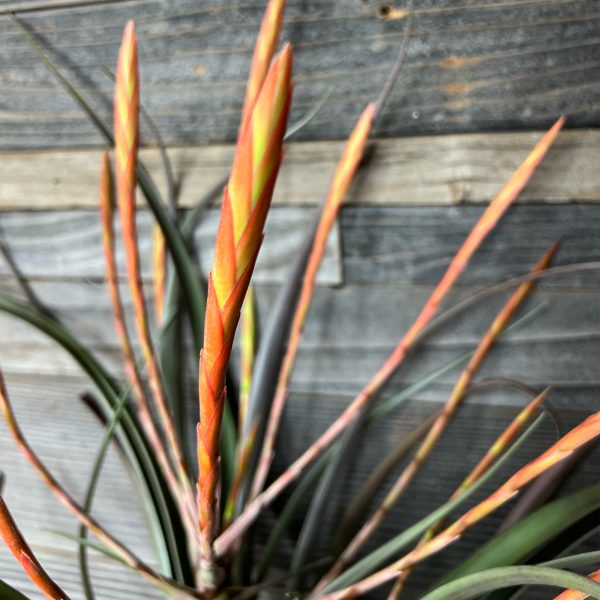 Tillandsia_Flabellata-3 Tillandsia_Flabellata-3