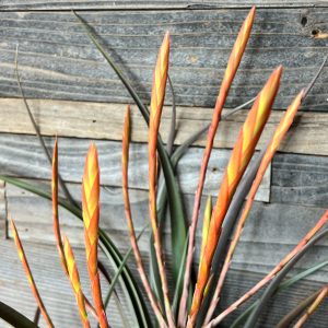 Tillandsia_Flabellata-4