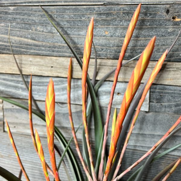 Tillandsia_Flabellata-4 Tillandsia_Flabellata-4