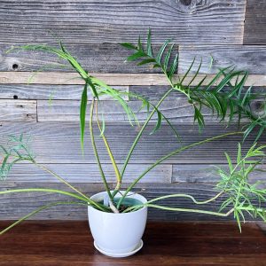 Philodendron_Polypodioides-1