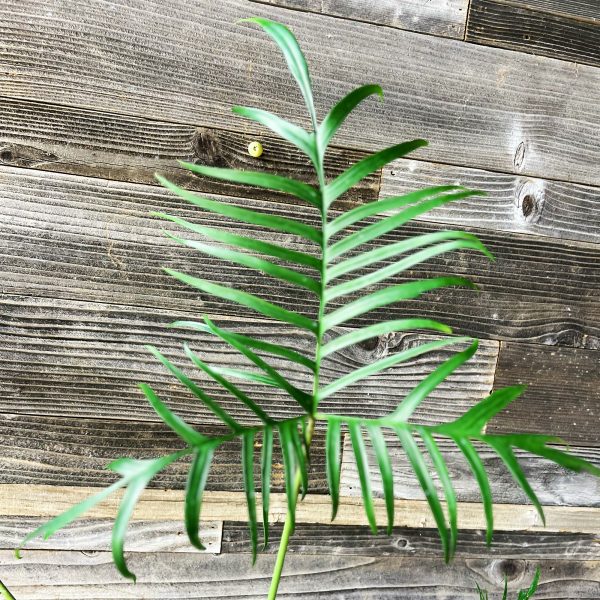 Philodendron_Polypodioides-2 Philodendron_Polypodioides-2