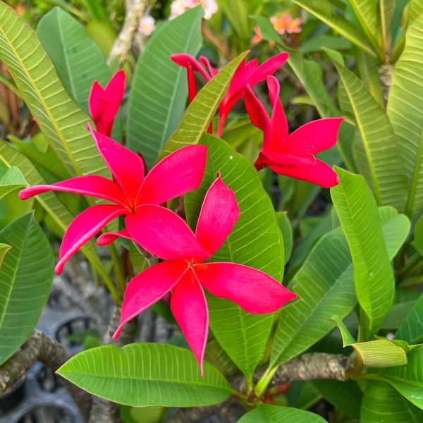Fuchsia_Queen-1 Fuchsia_Queen-1
