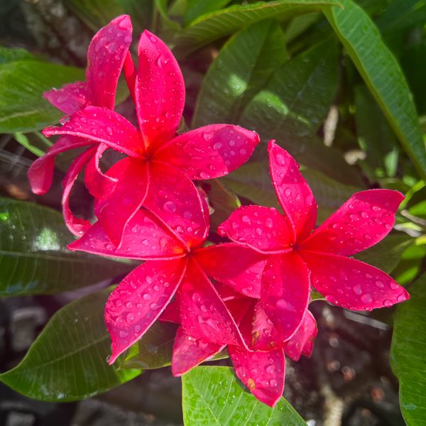 Fuscia_Queen-5 Fuscia_Queen-5