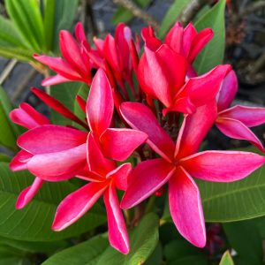 Plumeria Frangipani Wave Rage