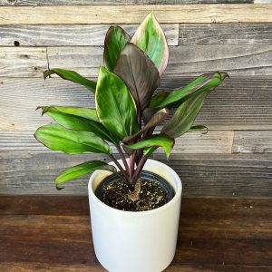 Cord_Volcano_Mist-1