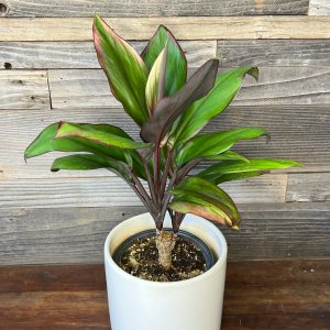 Cordyline Terminalis 'Purple Volcano' | 1 Gal Pot