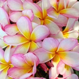 Plumeria Frangipani Kona Candy