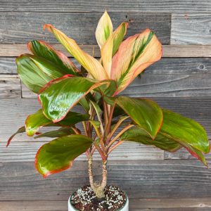 Cordyline Fruticosa 'Orange Julius' | 1 Gal Pot