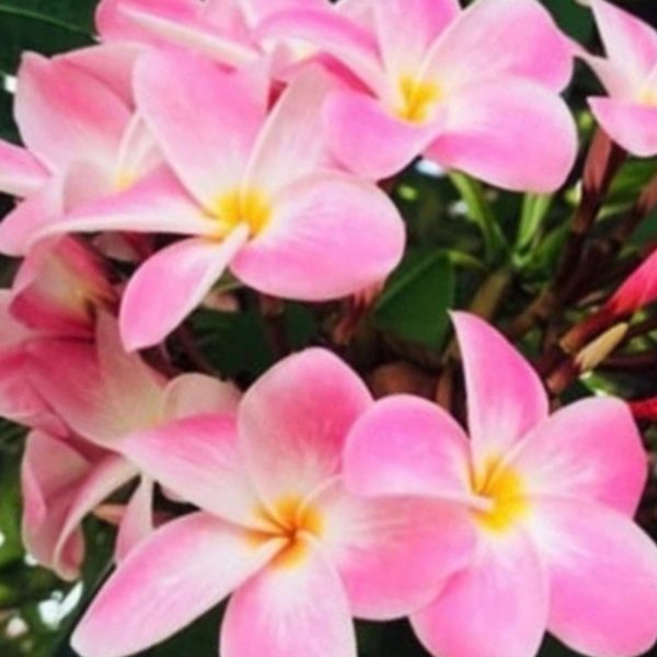 Pastel_Pink-2 Pastel_Pink-2