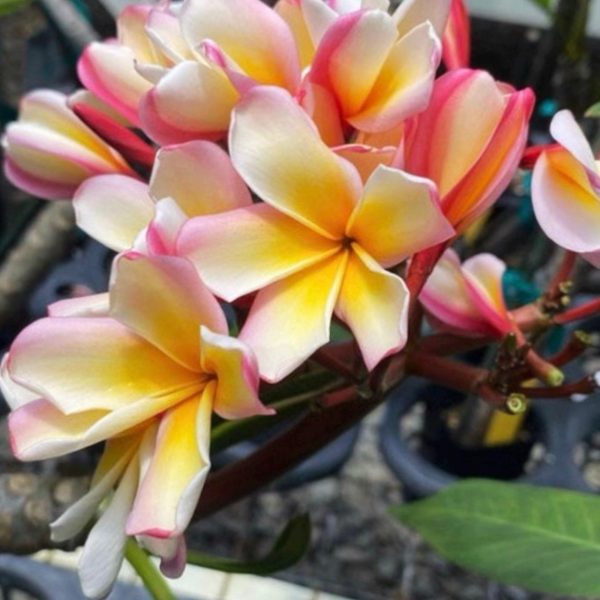 Peach_Glow_Shell-1