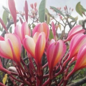 Peach_Glow_Shell-2