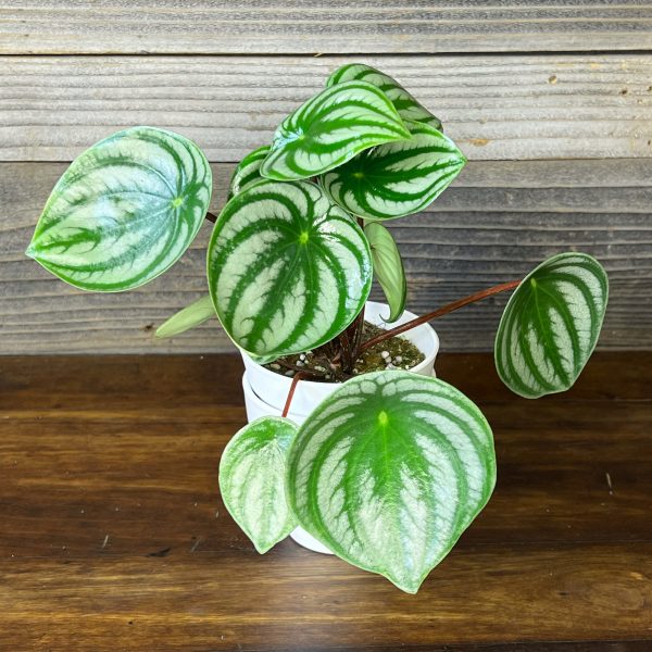 Peperomia_Arqyreia_Watermelon-1 Peperomia_Arqyreia_Watermelon-1