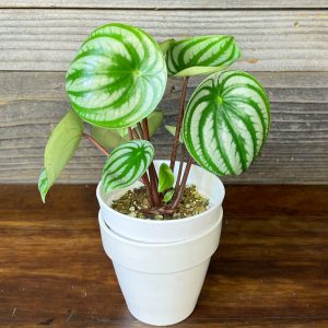 Peperomia_Arqyreia_Watermelon-2 Peperomia_Arqyreia_Watermelon-2