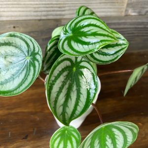 Peperomia_Arqyreia_Watermelon-3 Peperomia_Arqyreia_Watermelon-3