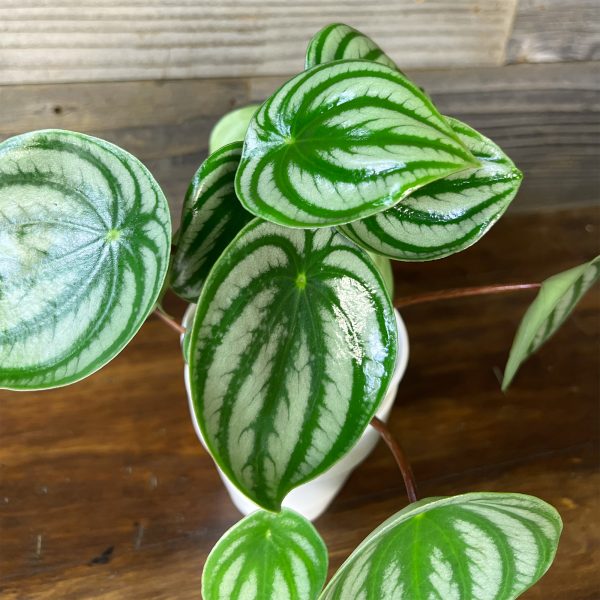Peperomia_Arqyreia_Watermelon-3 Peperomia_Arqyreia_Watermelon-3