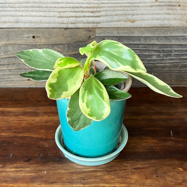 Peperomia_Ginny-1 Peperomia_Ginny-1