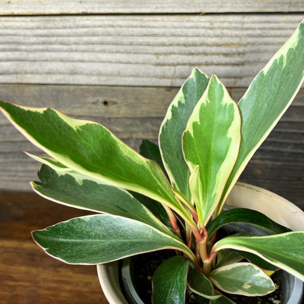 Peperomia_Ginny-2 Peperomia_Ginny-2