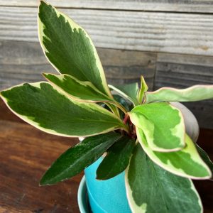 Peperomia_Ginny-3 Peperomia_Ginny-3