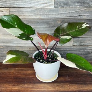 Philodendron_Red_Anderson-2 Philodendron_Red_Anderson-2