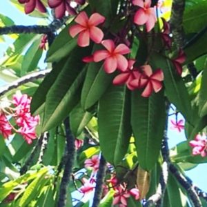 Tropic_Ice-1