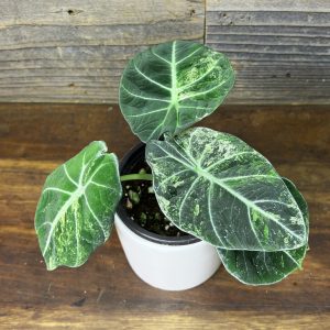 Alocasia Black Velvet Variegata | 4" Pot
