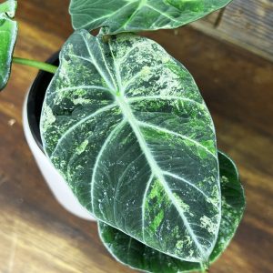 Alocasia_Black_Velvet_Variegata-2 Alocasia_Black_Velvet_Variegata-2