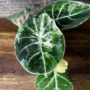 Alocasia_Black_Velvet_Variegata-3 Alocasia_Black_Velvet_Variegata-3