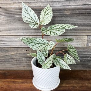 Begonia Don Miller | 4" Pot
