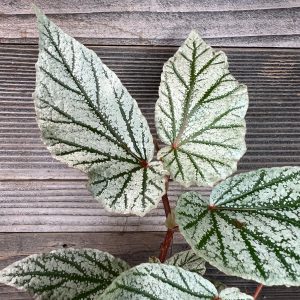 Begonia_Don_Miller-2 Begonia_Don_Miller-2