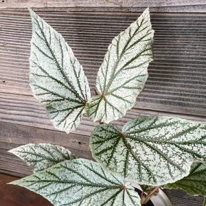 Begonia_Don_Miller-3 Begonia_Don_Miller-3