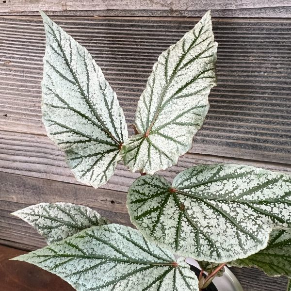 Begonia_Don_Miller-3 Begonia_Don_Miller-3
