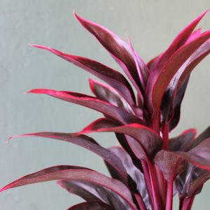 Cordyline_HY#28-1