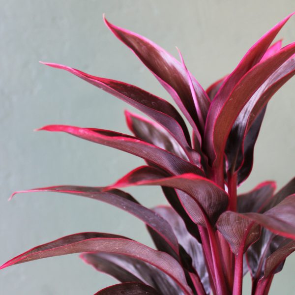 Cordyline_HY#28-1
