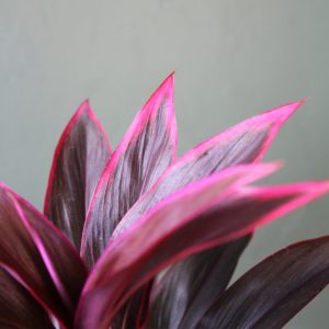 Cordyline_HY#28-2