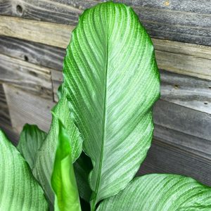 Spathiphylum_Platinum-4
