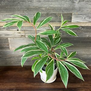 Cheilocostus Speciosus Variegatus 'Spiral Ginger' | 1 Gal Pot
