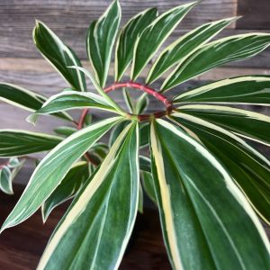 Cheilocostus_Speciosus_Variegatus-2 Cheilocostus_Speciosus_Variegatus-2