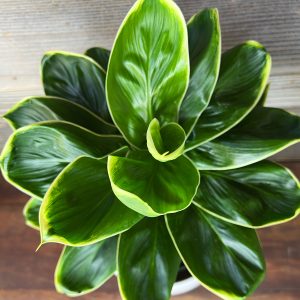Coryline_Hoiipu_Hula-2 Coryline_Hoiipu_Hula-2