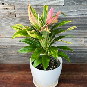 Cordyline Fruticosa 'Howard Yamamoto #17' | 6" Pot